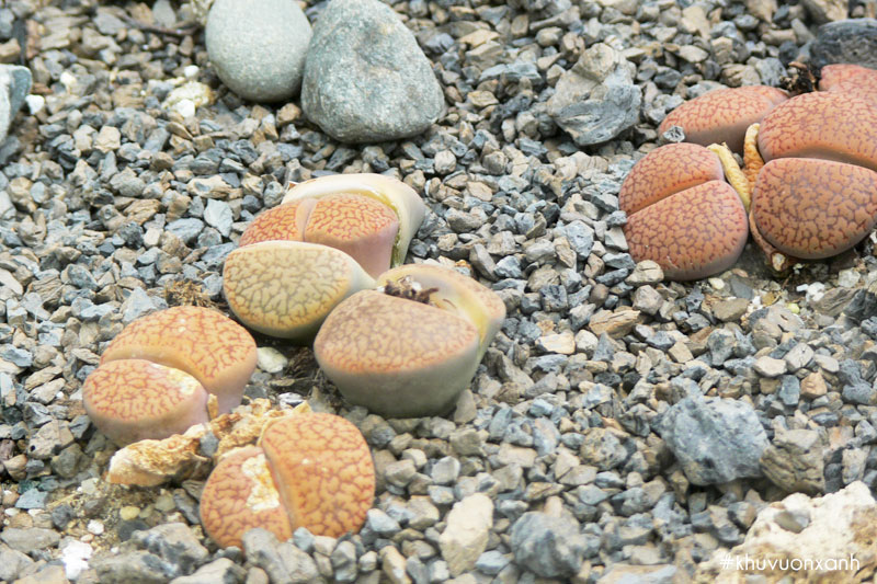 Sen đá mông Lithops hookeri