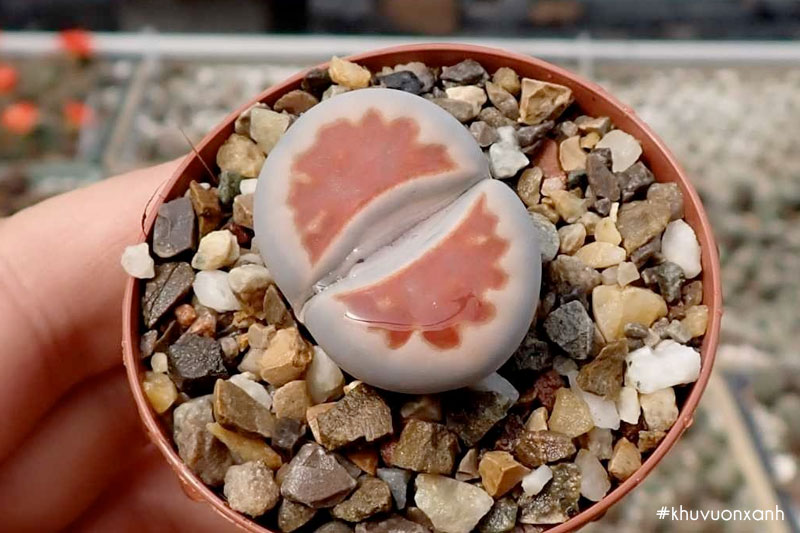 Sen mông Lithops karasmontana