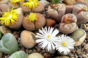 Sen đá mông (Thạch lan Lithops) - Phân loại, Ý nghĩa và Cách chăm sóc