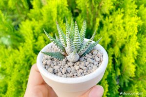 Cây Sen đá móng rồng - Đặc điểm, phân loại, cách trồng và chăm sóc