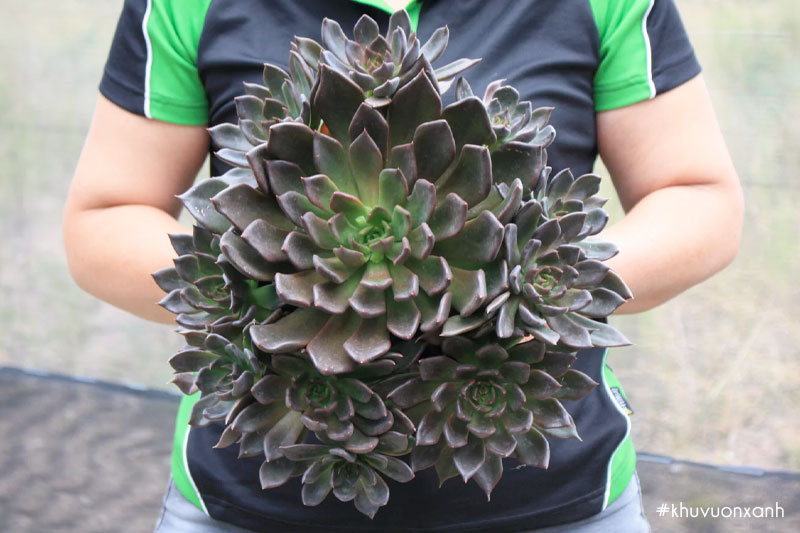 Cây Sen đá nâu có tên khoa học là Echeveria black prince