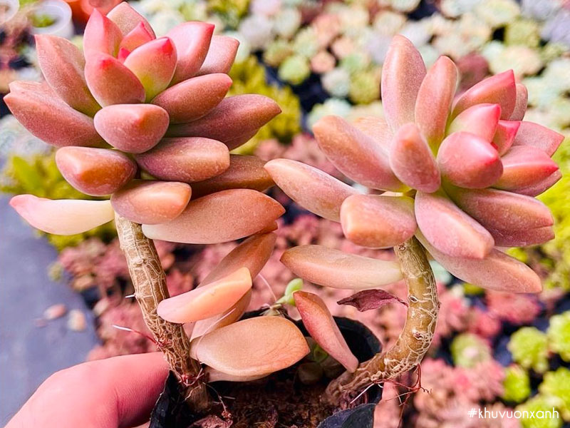 Sen đá nâu cổ thụ trồng lâu năm