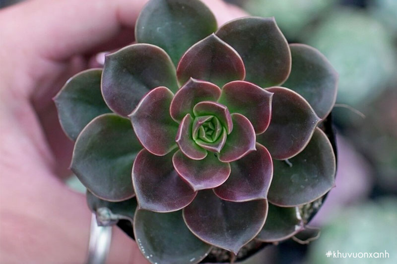 Sen đá Socola có cánh lá to viền màu nâu