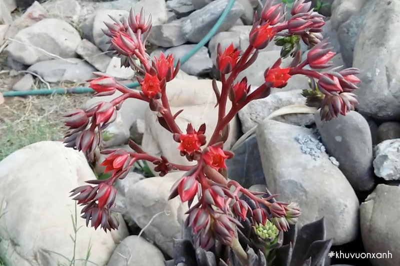 Sen nâu ra hoa mang nhiều ý nghĩa phong thủy