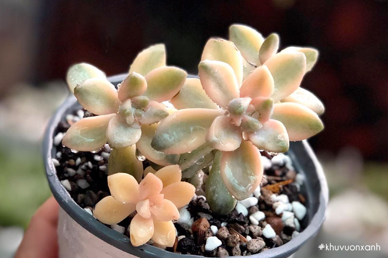 Cây sen đá nâu var đột biến