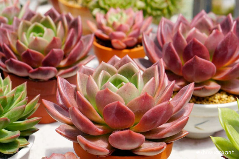 Sen đá pha lê đỏ