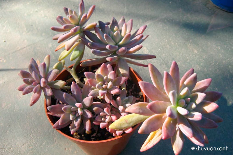 Cây sen đá Pha lê có tên khoa học là Graptosedum francesco baldi