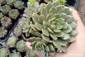 Sen đá Ruby - Vẻ đẹp của những viên ngọc quý nhiều màu sắc