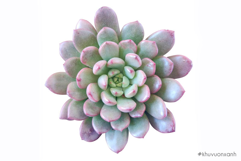 Sen đá ruby hồng