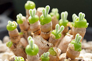 Cây Sen đá Tai thỏ - Đặc điểm, ý nghĩa cách trồng và chăm sóc