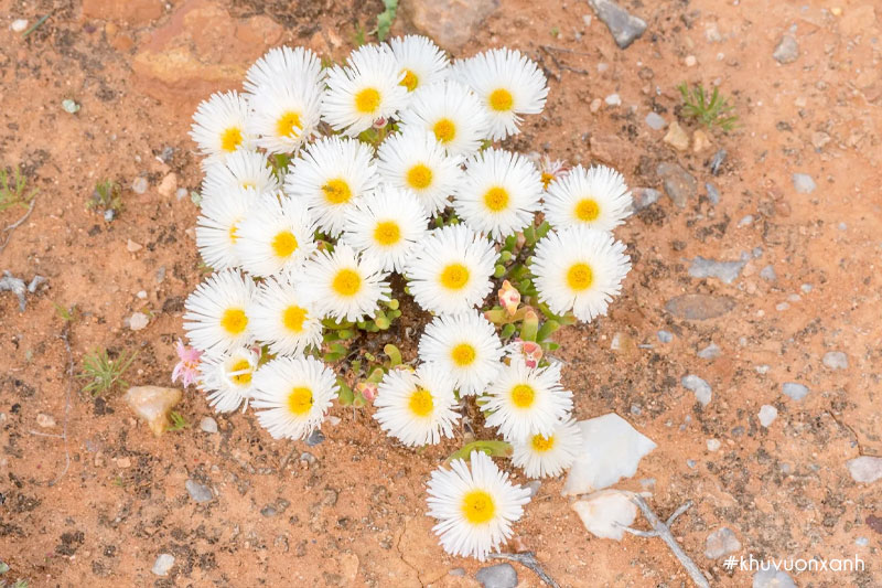 cay sen da tai tho ra hoa bao hieu loc tai may man