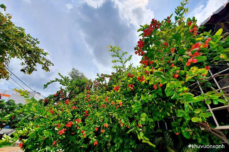 Cây Siro được trồng chủ yếu ở miền Nam, nơi có điều kiện khí hậu phù hợp