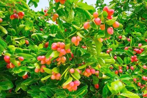 Cây Siro - Giống cây ăn trái độc đáo giải nhiệt ngày hè