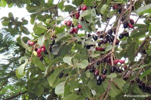 Cây Trâm rừng (Trâm vối, Trâm mốc)