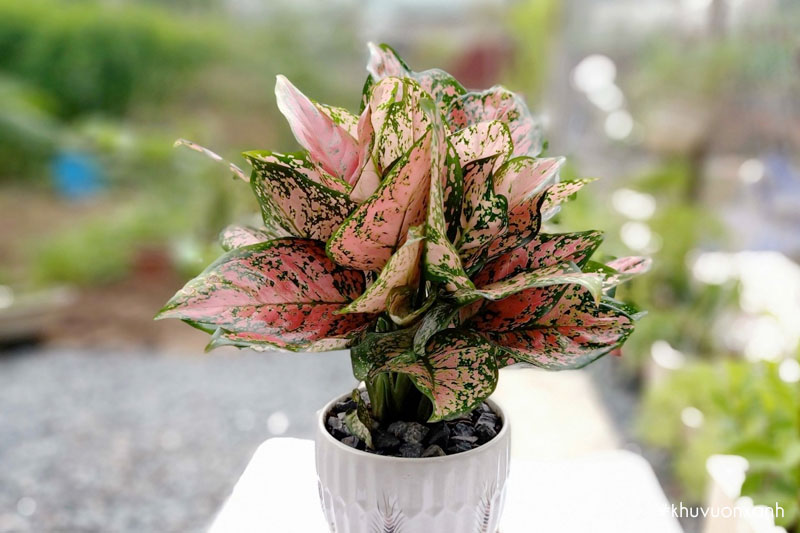 Cây vạn lộc đỏ có tên khoa học là Aglaonema rotundum pink