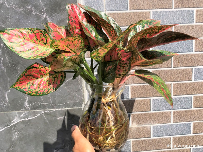 Cây vạn lộc đỏ trồng thủy sinh trong chậu nhựa trong suốt