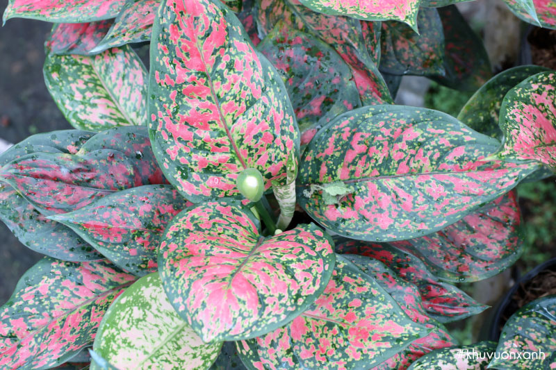 Cây vạn lộc đỏ