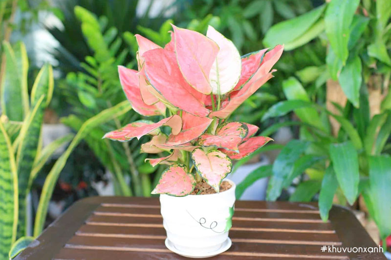 Cây vạn lộc hồng