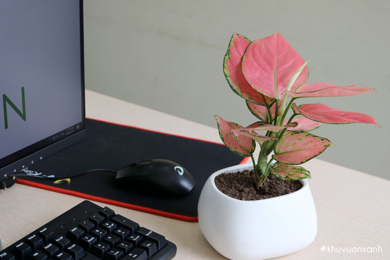 Cây vạn lộc mini để bàn giúp thanh lọc và loại bỏ chất độc hại trong không khí