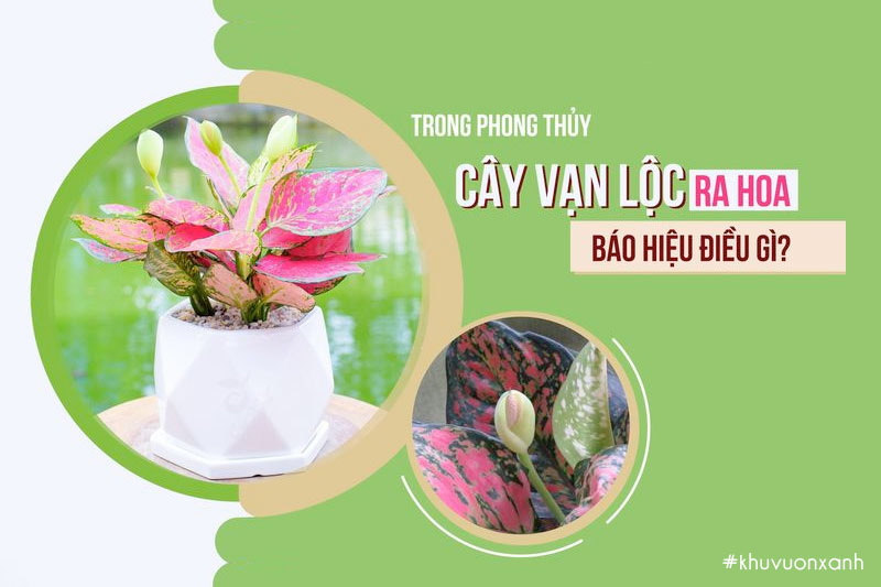 Cây vạn lộc ra hoa báo hiệu điều gì?