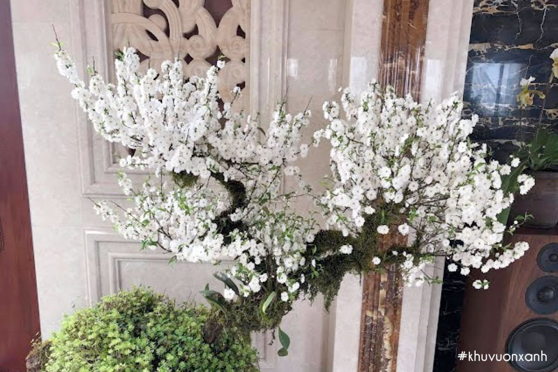 chau cay nhat chi mai trung tet trong nha