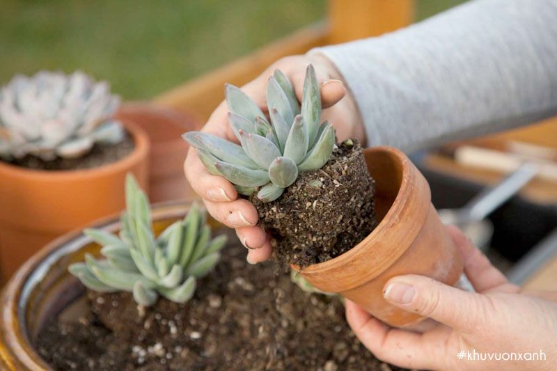 chon cay giong sen da khoe manh