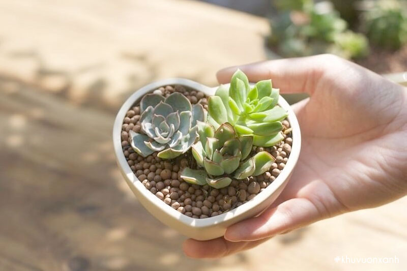 danh tinh yeu voi sen da