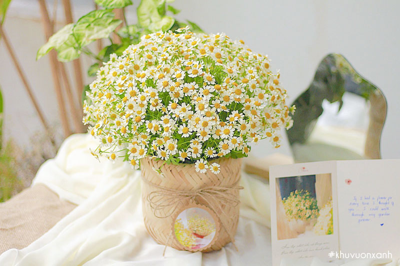 Giỏ hoa cúc tana đẹp giúp nổi bật không gian