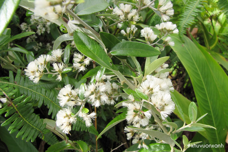 hoa cay cuc tan an do