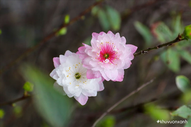 hoa nhat chi mai hong doi mau