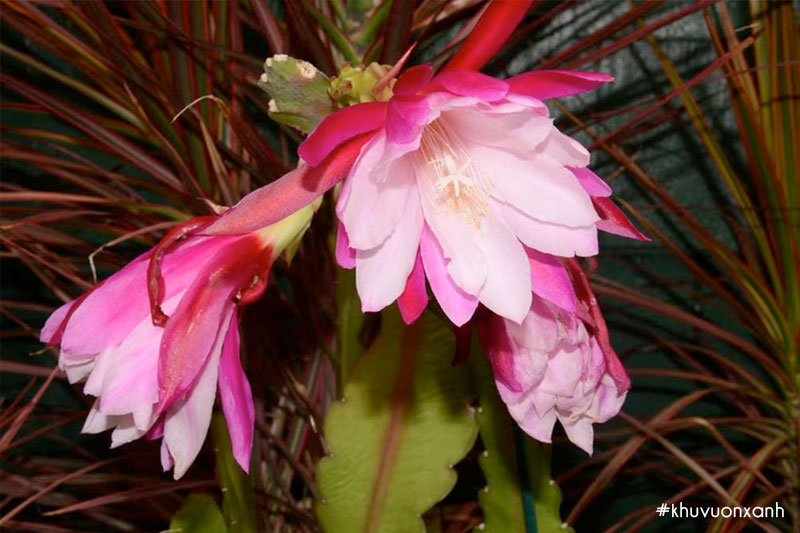 Quỳnh hồng được lai tạo giữa cây Quỳnh hương và Thanh long