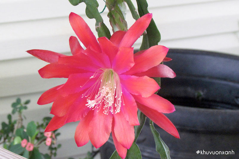 Hoa quỳnh hương đỏ - hoa Quỳnh sen