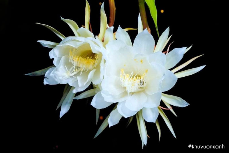 Dạ quỳnh trắng là giống phổ biến nhất hiện nay