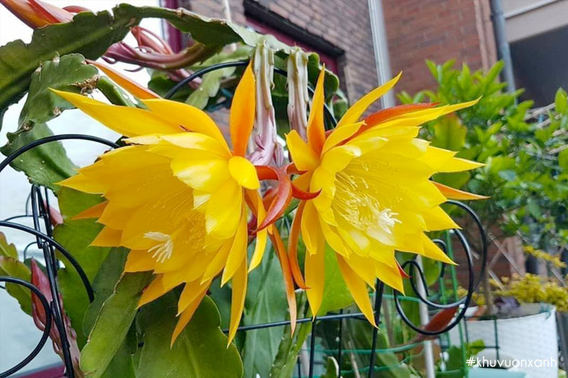 Quỳnh vàng còn được gọi là Nhật quỳnh vàng có hoa nở ban ngày độc đáo