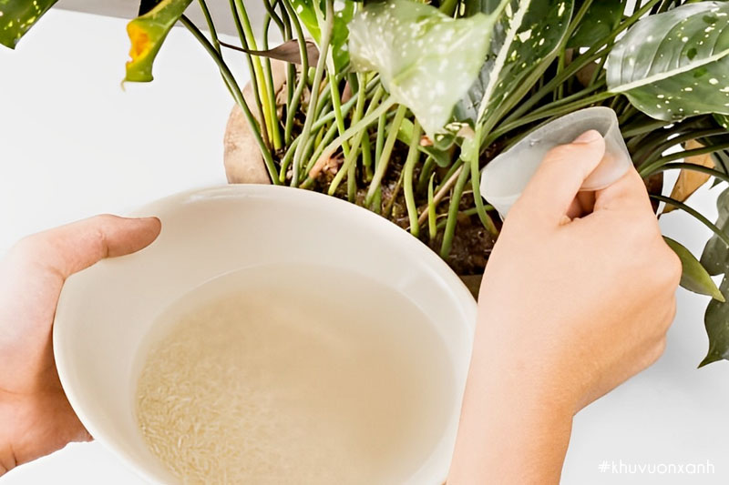 Những lưu ý quan trọng khi sử dụng nước vo gạo tưới cây 