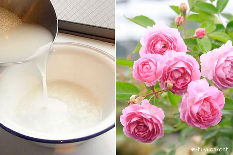 Cây hoa hồng phù hợp với nước vo gạo nhất 