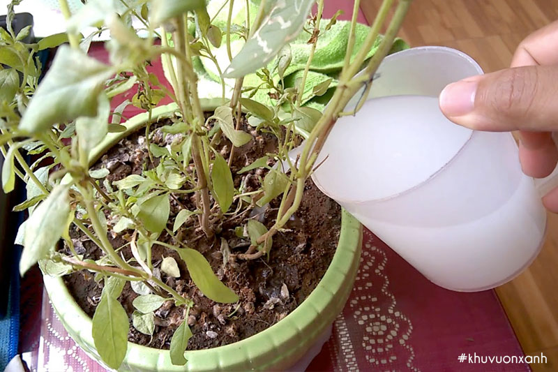 Nước vo gạo có chứa nhiều thành phần dinh dưỡng có lợi 