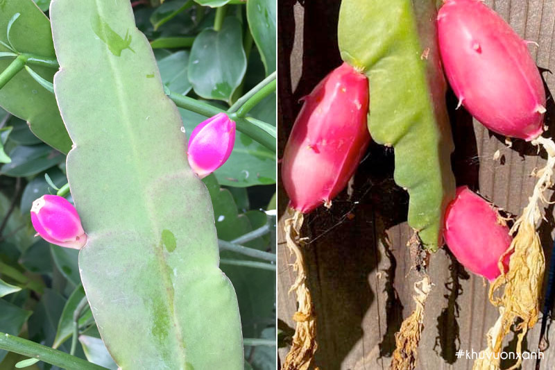 Quả cây Quỳnh khá nhỏ và có màu tím hoặc đỏ