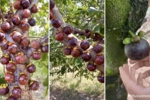 Quả Măng cụt mọc dưới đất hay trên cây?
