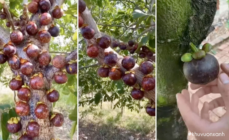 Hình ảnh quả măng cụt mọc dưới đất chỉ là giả với mục đích câu view