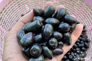 Trái Trâm rừng - Đặc sản mùa hè với Giá trị dinh dưỡng tuyệt vời 