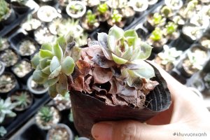 Nguyên nhân Trồng Sen đá hay bị chết và Cách xử lý