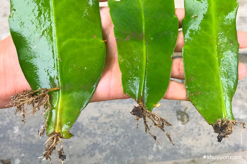 Phương pháp trồng hoa quỳnh đơn giản và nhanh gọn