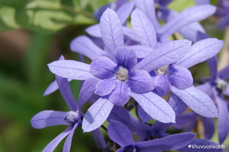 Hoa mai xanh mang nhiều ý nghĩa trong cuộc sống và phong thủy