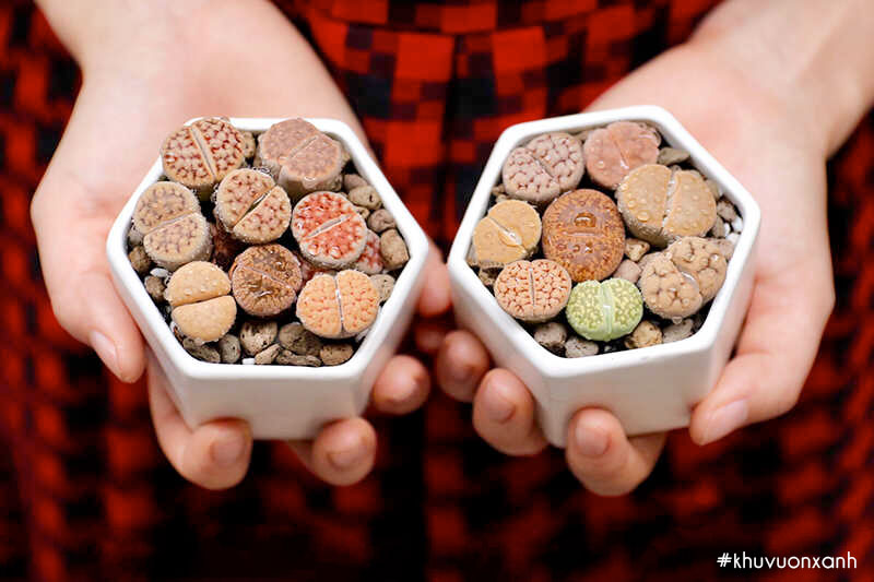 Mỗi loại thạch lan sẽ có ý nghĩa và hợp với bản mệnh nhất định