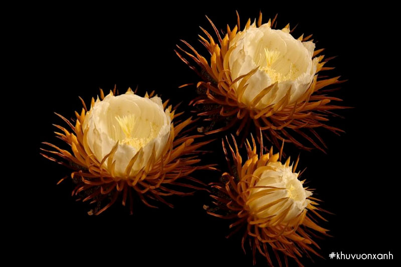 Hoa quỳnh mang nhiều ý nghĩa khác nhau