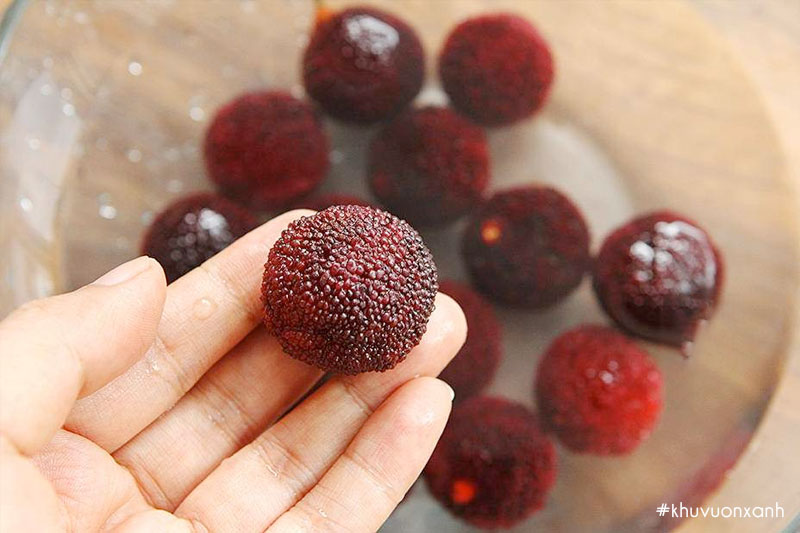 Quả Thanh mai tươi có thể ăn trực tiếp