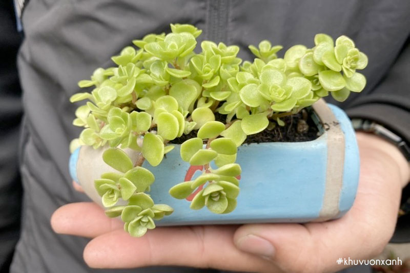 Cách trồng và chăm sóc Sen đá vảy cá chép