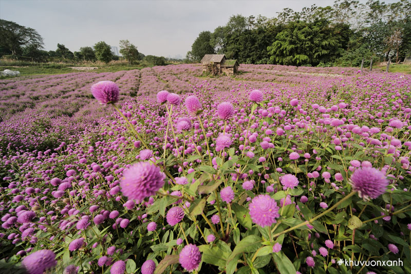 Cánh đồng hoa cúc Bách nhật tím nở hoa rực rỡ