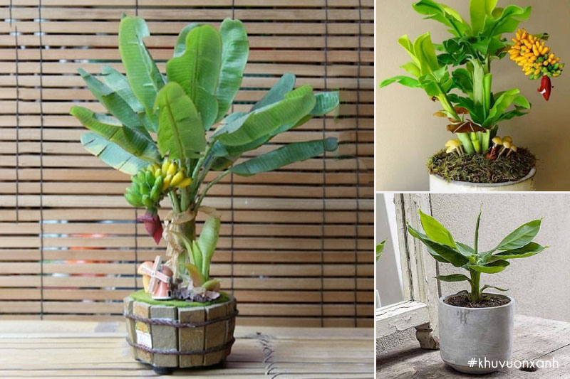 Chuối kiểng lùn mini để bàn